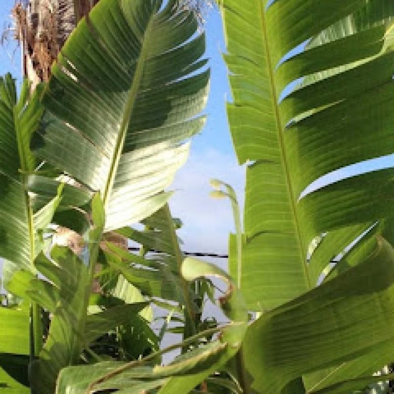 HIGOS CHUMBOS, CASA RURAL COMPARTIDO