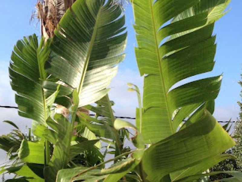 HIGOS CHUMBOS, CASA RURAL COMPARTIDO