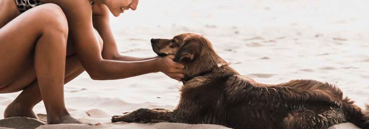 Estas son las playas de Cádiz que admiten perros